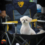 صندلی کمپینگ کایوت ادونچر