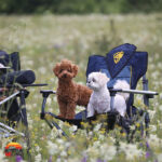 صندلی کمپینگ کایوت ادونچر